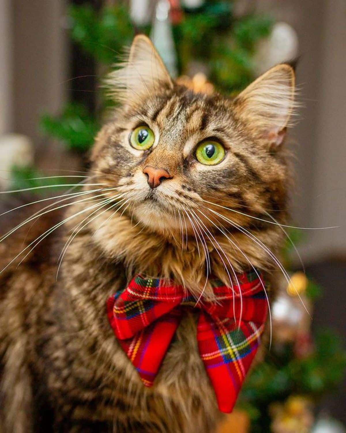 A brown maine coon with green-yellow eyes and a red bowtie.