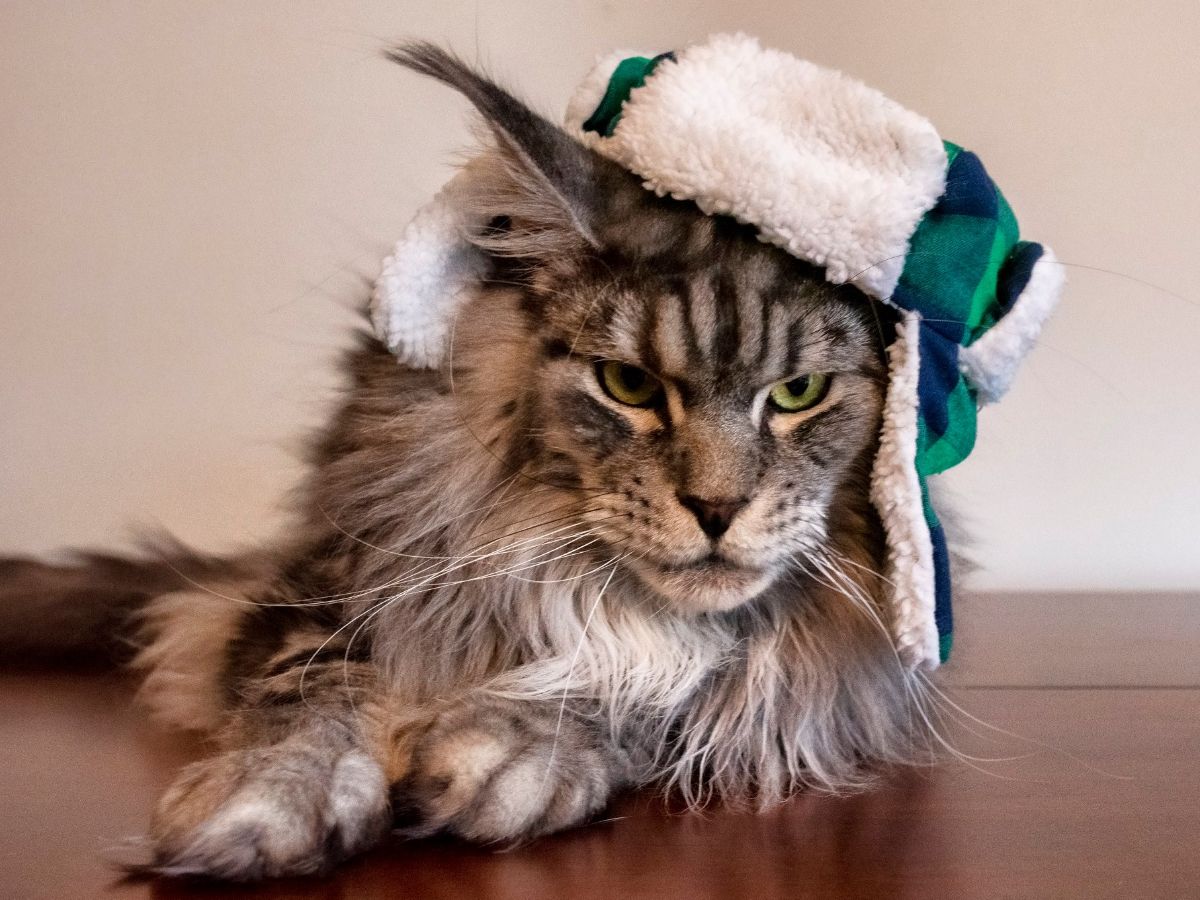 A fluffy tabby maine coon with a funny hat lying on a floor.
