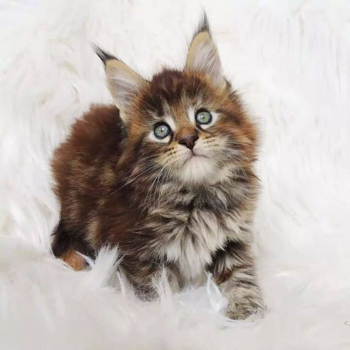 21 Cute Spotted Maine Coon Cats You'll Adore - MaineCoon.org