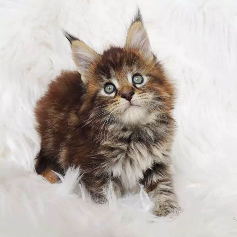 21 Cute Spotted Maine Coon Cats You’ll Adore - MaineCoon.org