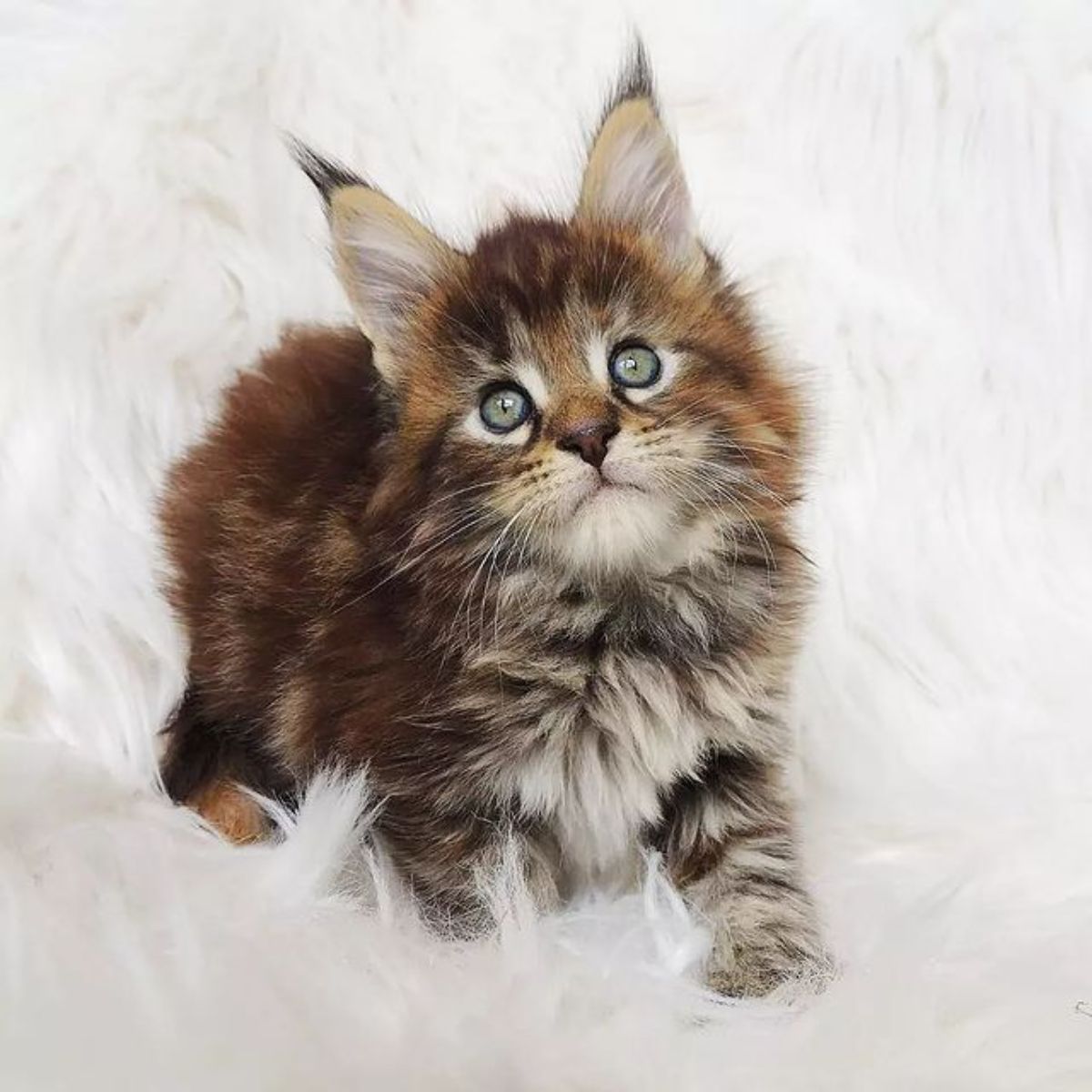 An adorable fluffy maine coon kitten standing on a fluffy white blanket.