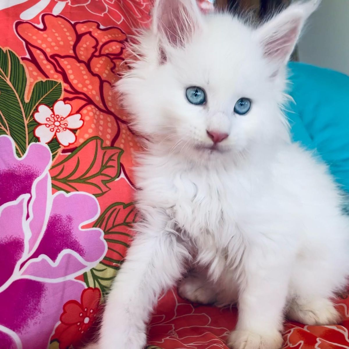 A cute white maine coon kitten with blue eyes sitting on a couch.
