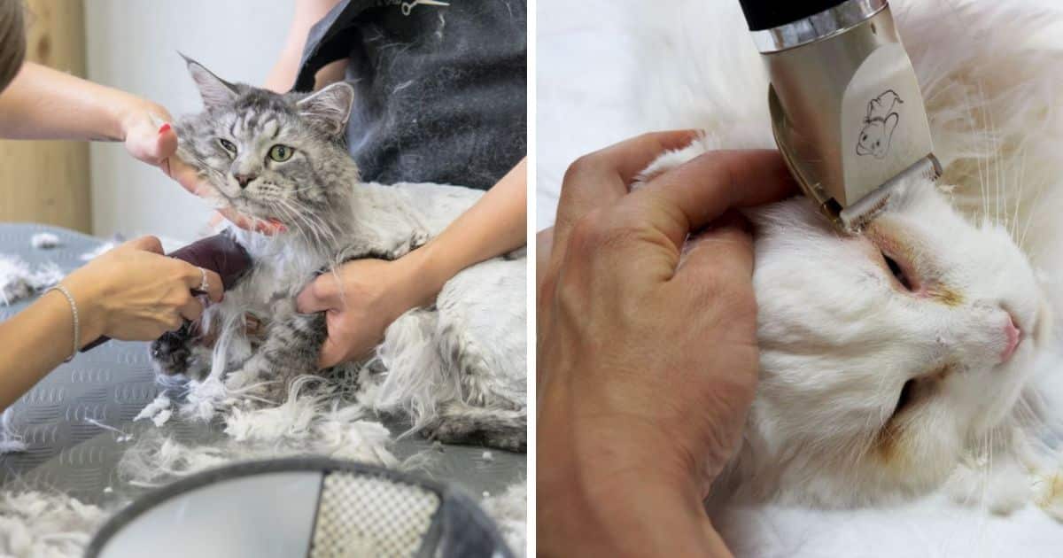 7 Best Clippers for Maine Coons (According to Groomer Experts