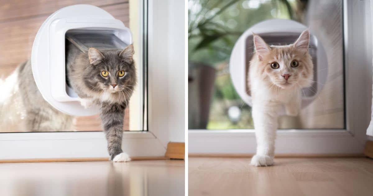 7 Best Large Cat Flaps for Maine Coon (Cat Tested!)