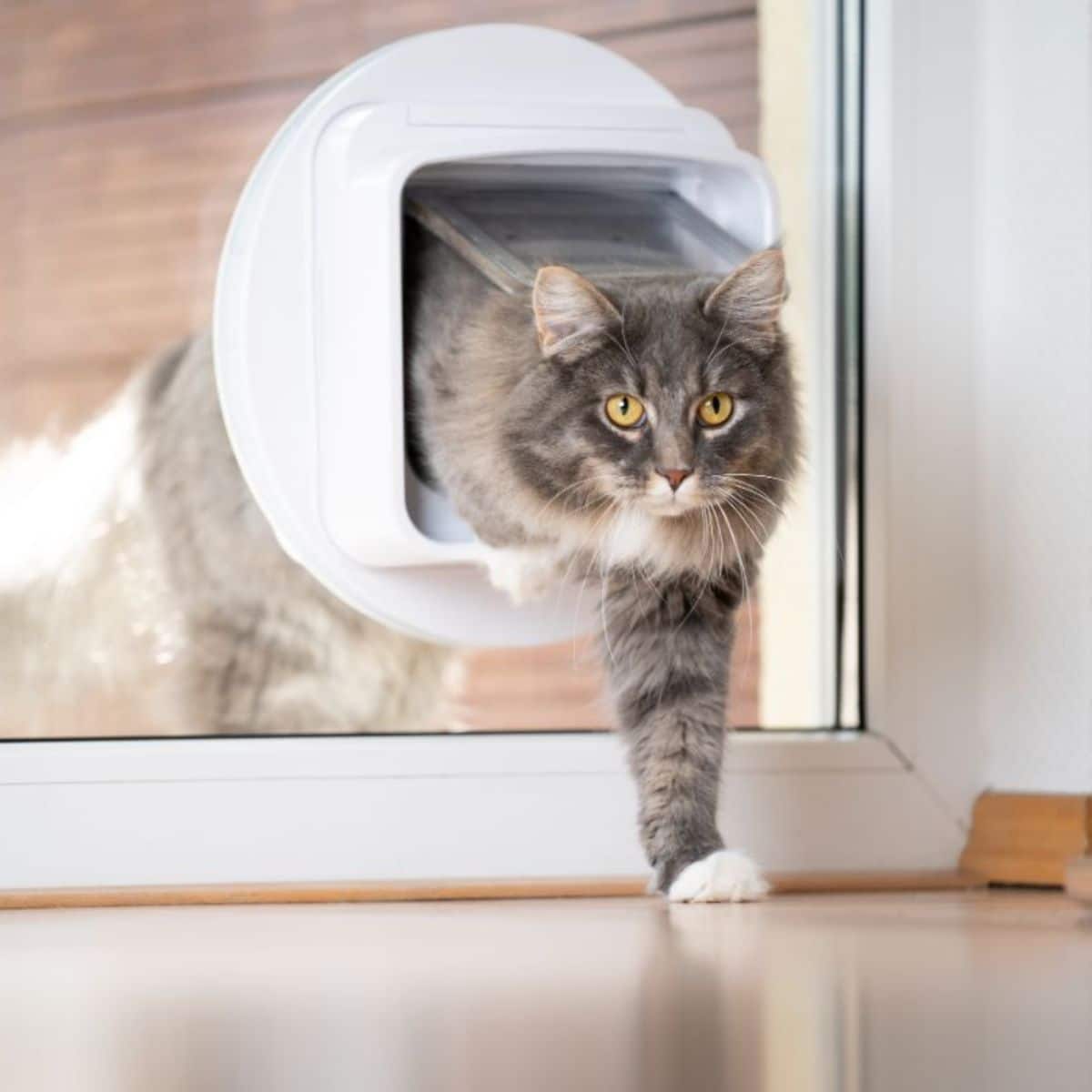 Sureflap Microchip Pet Door Medium Dog informacionpublica.svet.gob.gt