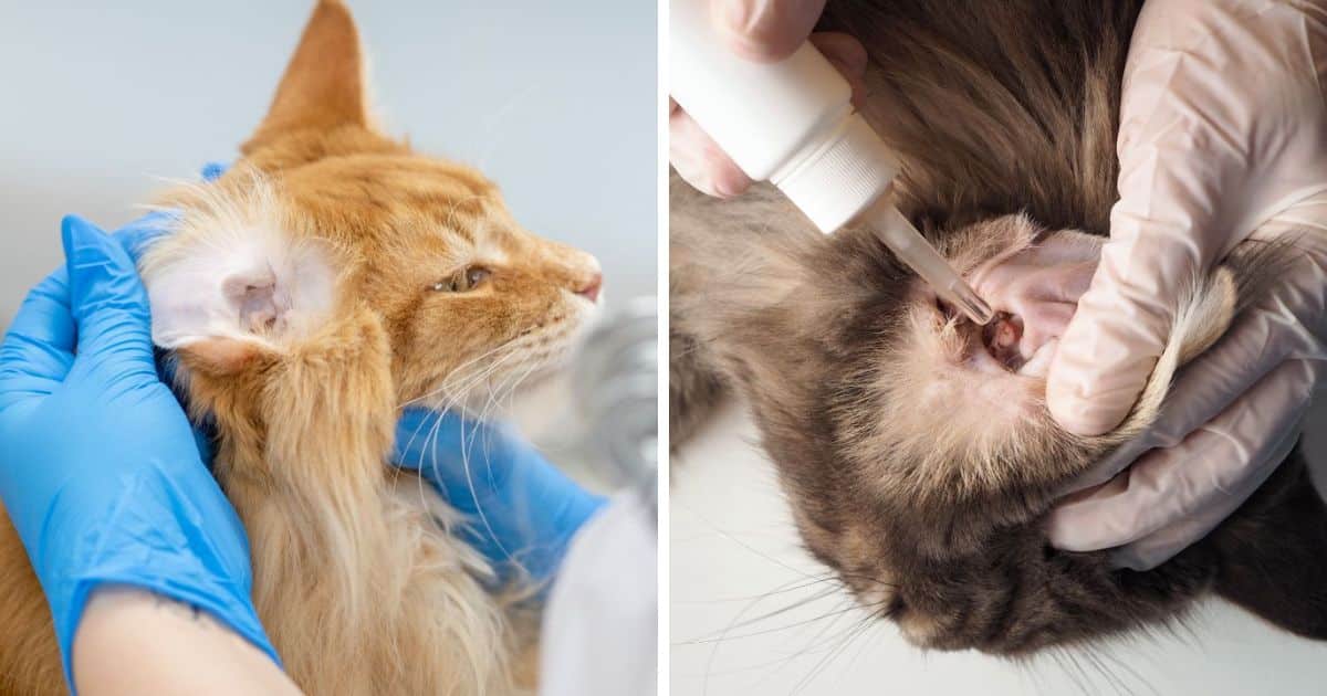 7 Best Maine Coon Ear Drops (For Infections and Wax)