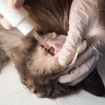 A veterianarian treating an infected maine coon ear with ear drops.