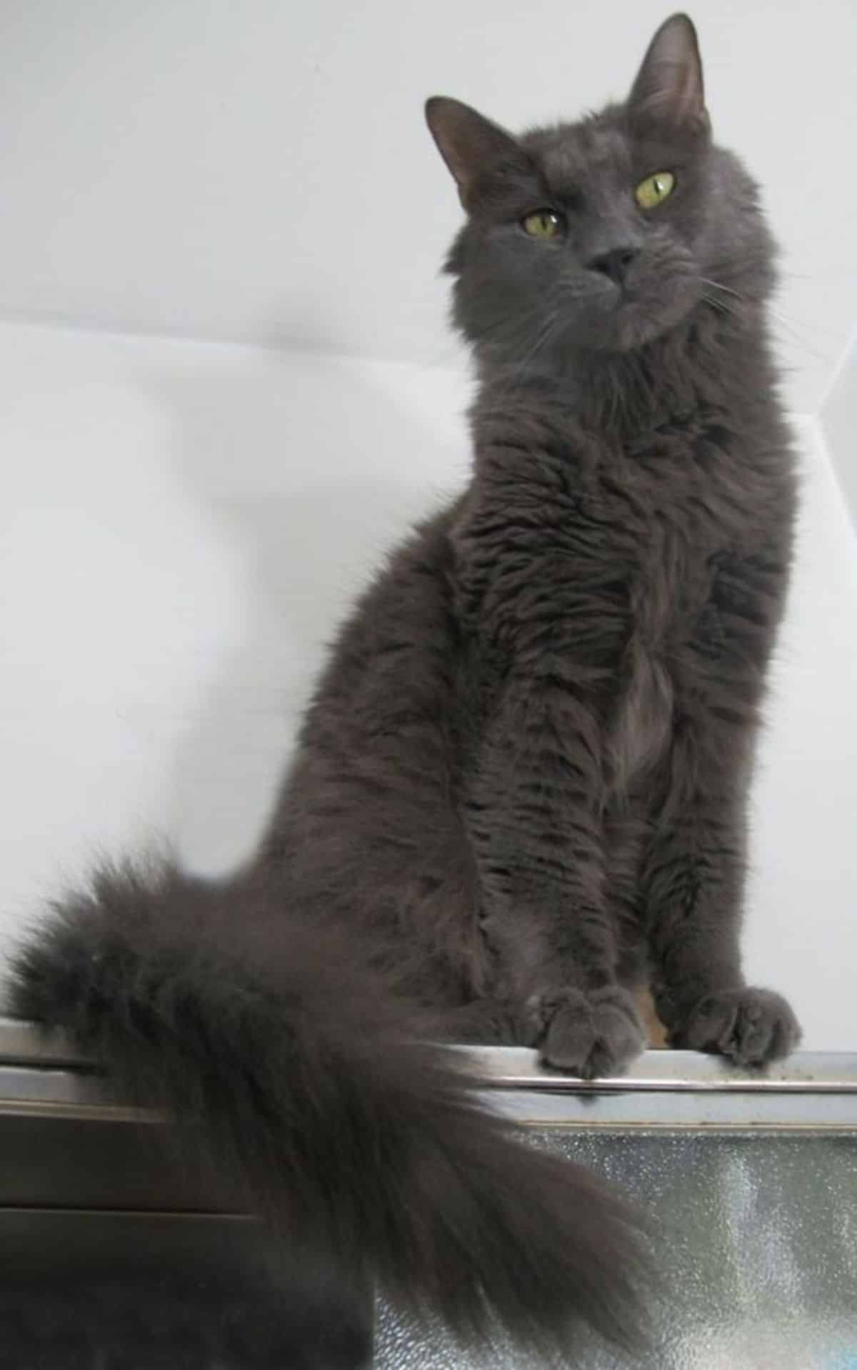 A fluffy blue maine coon sitting on the edge of a shelf.
