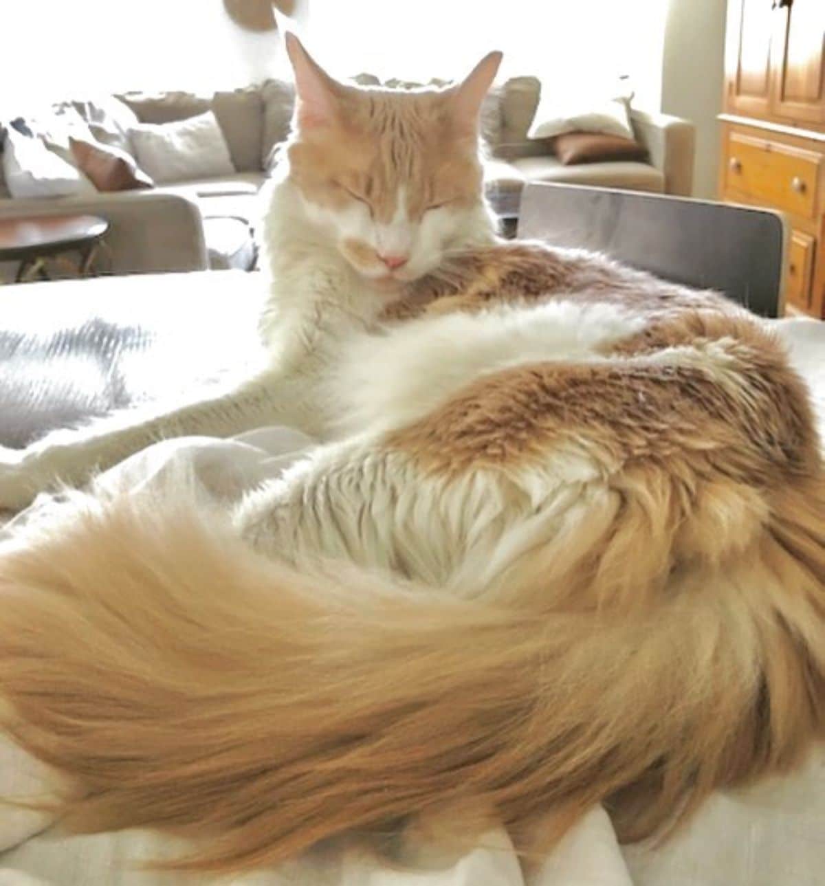 A fluffy red-white maine coon lying on a bed.