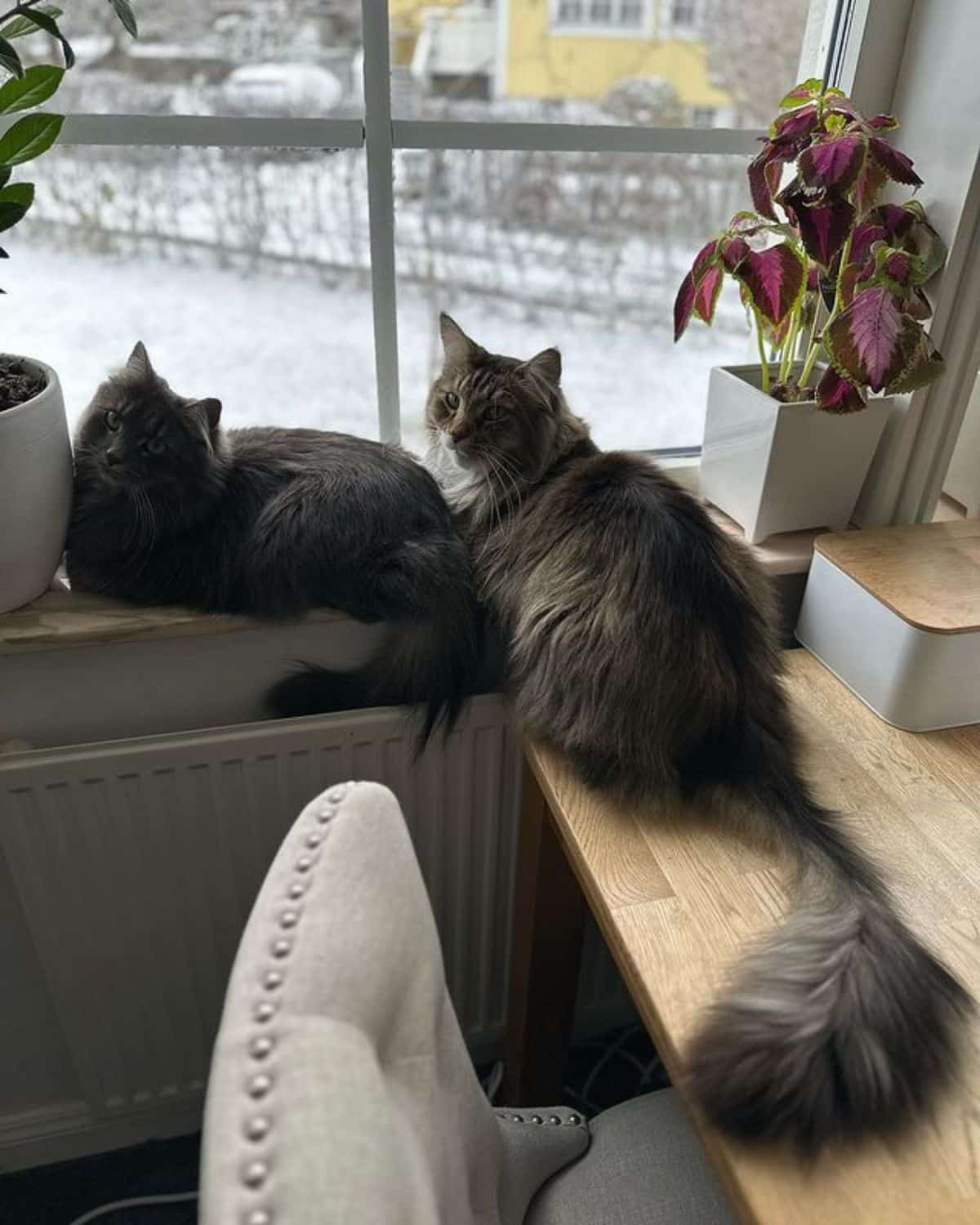 Two black and gray maine coons sitting on a windowsill.