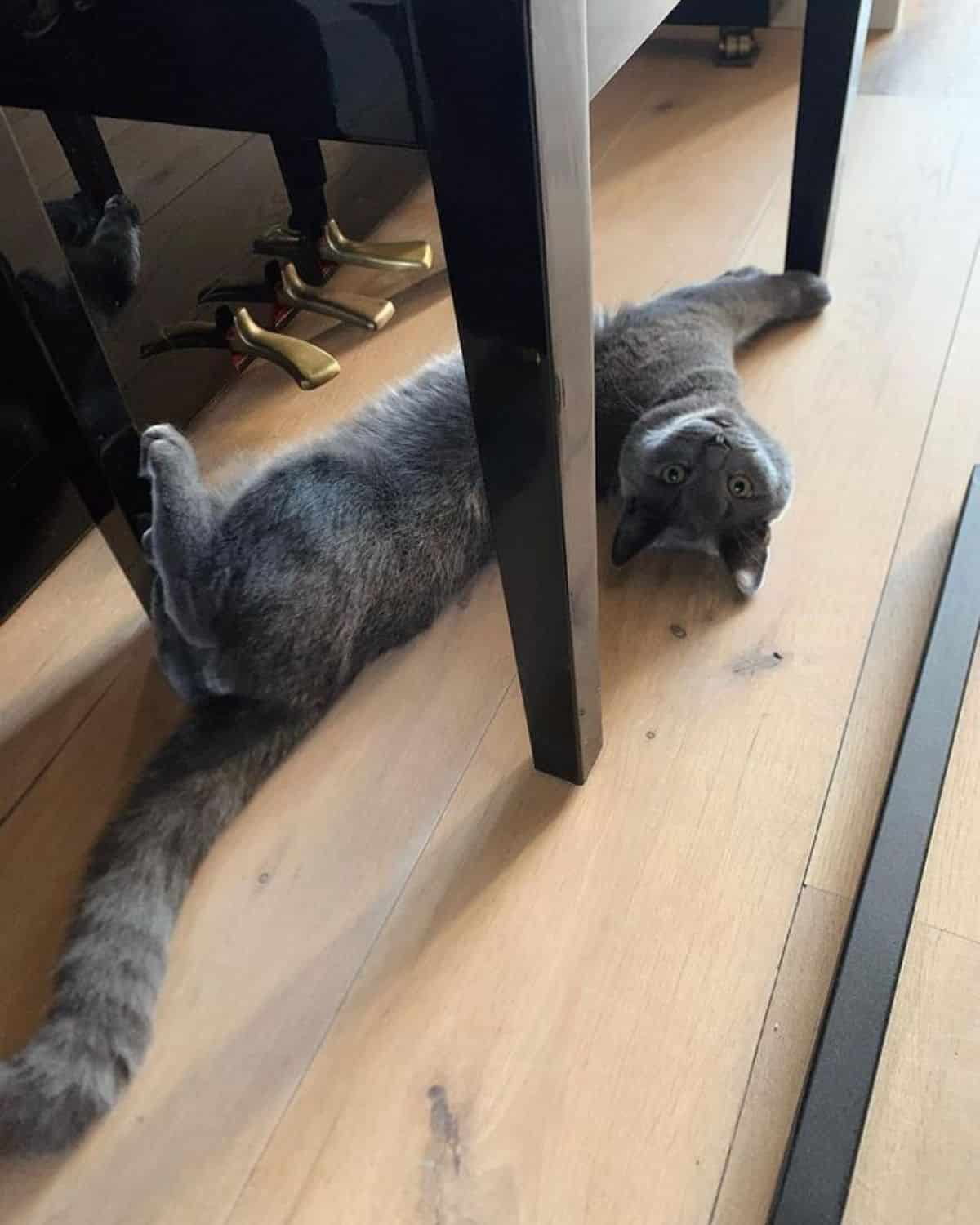 A gray maine coon kitten lying on a floor under a table.