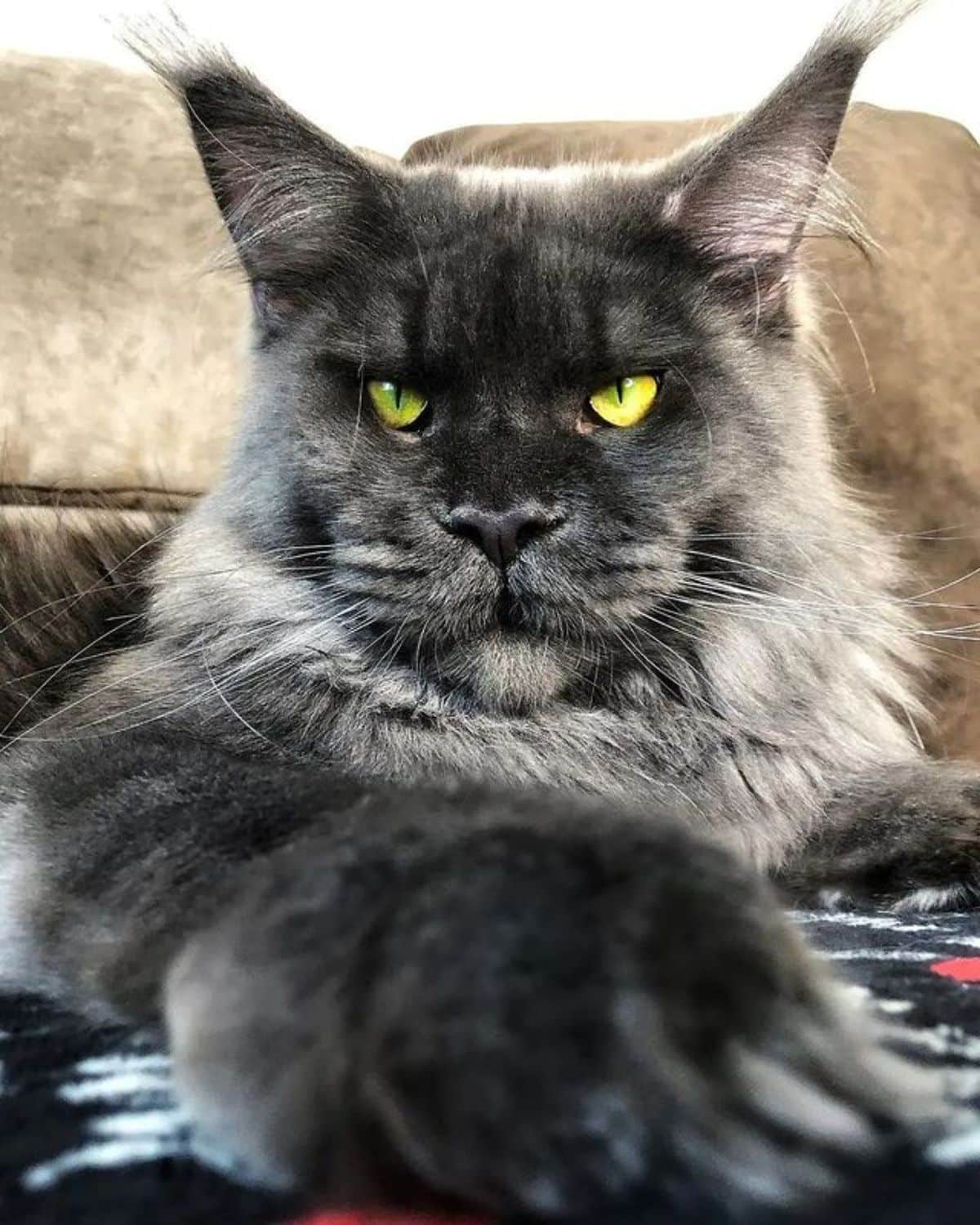 A gray maine coon with golden eyes lying on a carpet.