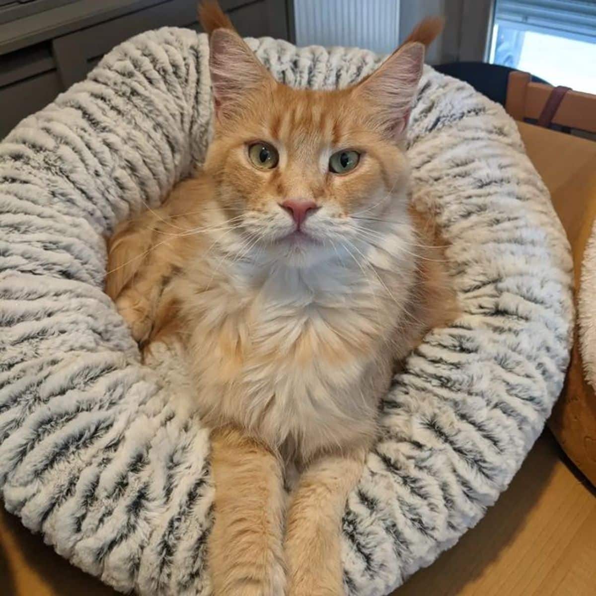 A ginger maine coon lying in a cat bed.