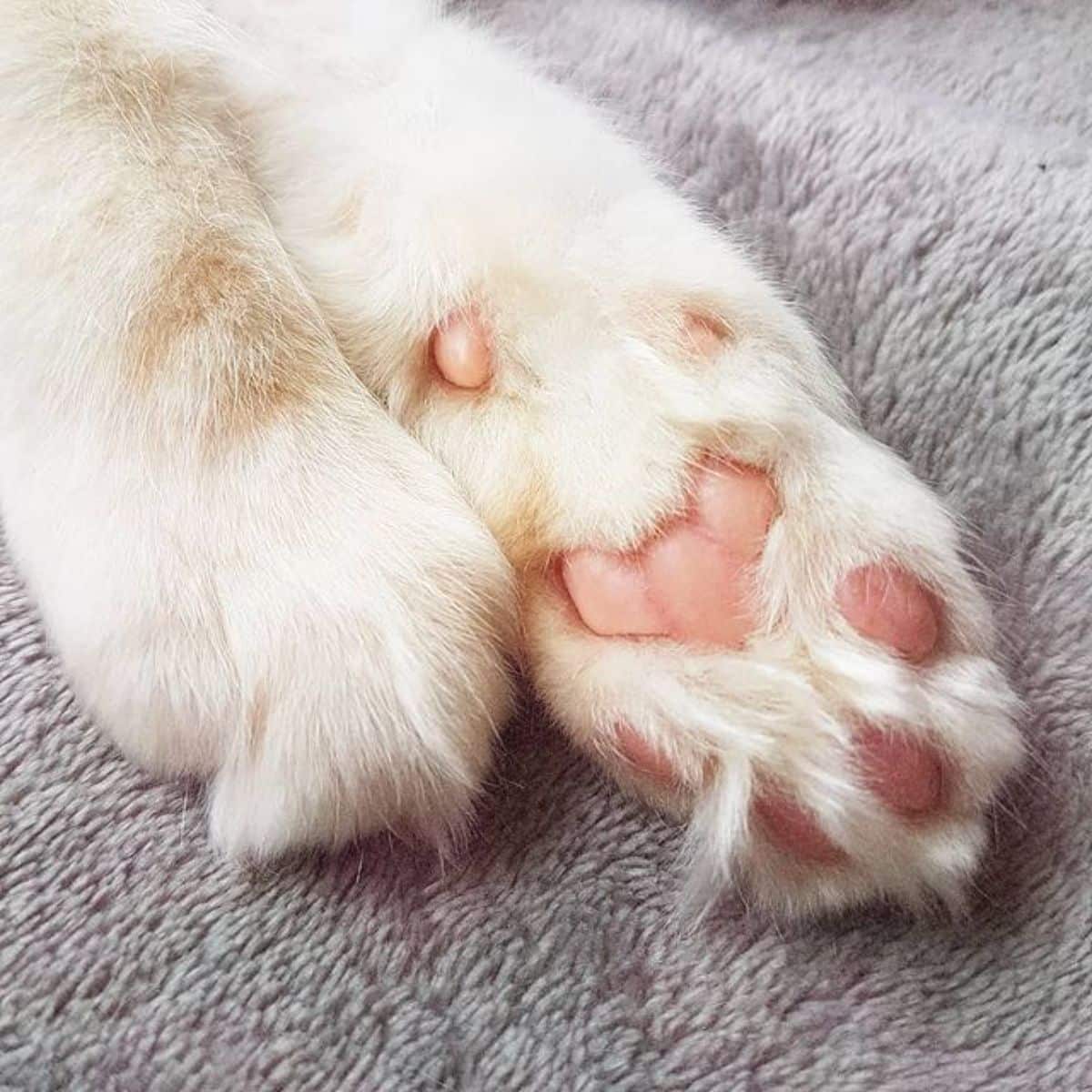 A close-up of of maine coon paws on a gray carpet.