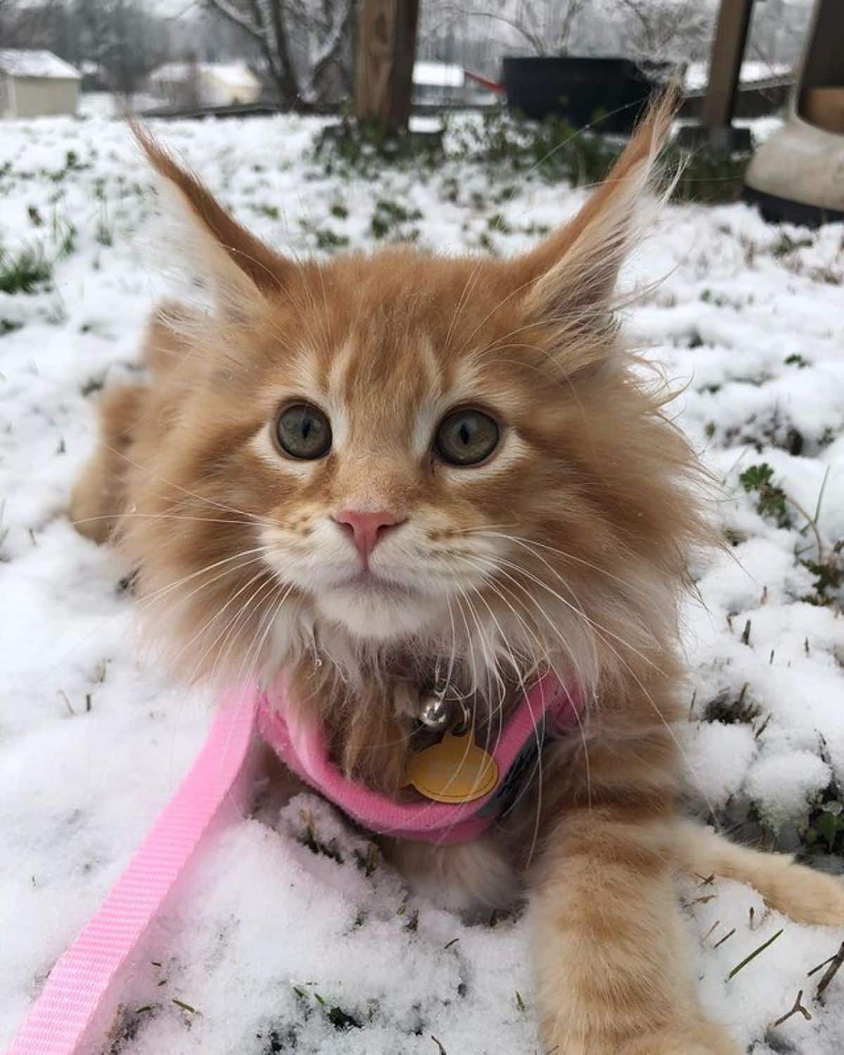 A cute red maine coon kitten with a pink harness lying on  a snow-covered lawn.
