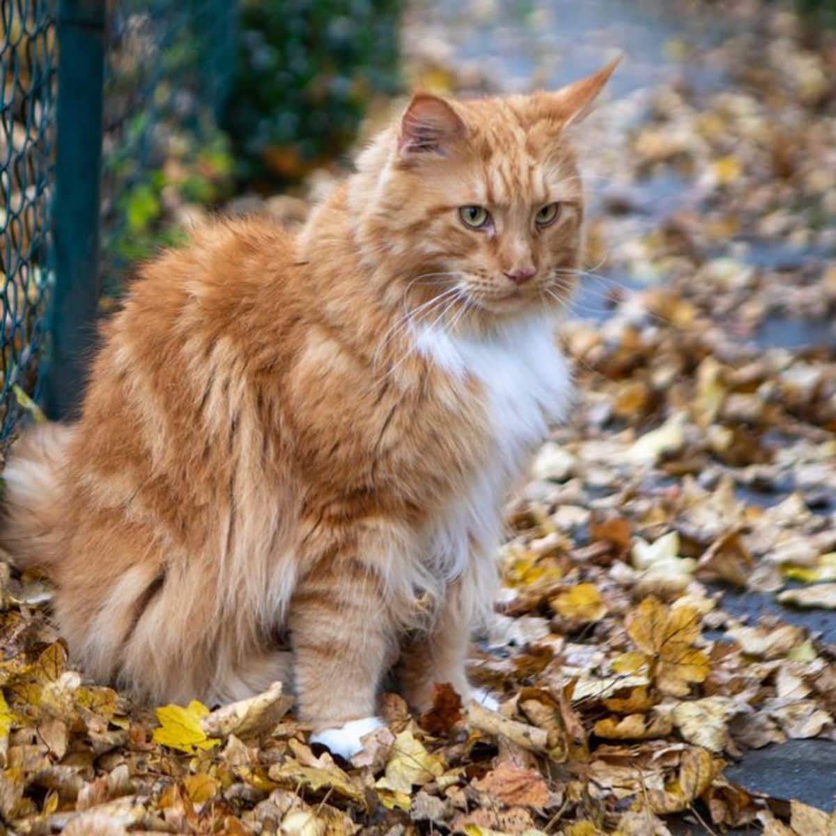 A beautiful ginger maine coon sitting on a pavement partially covered by fallen leaves.