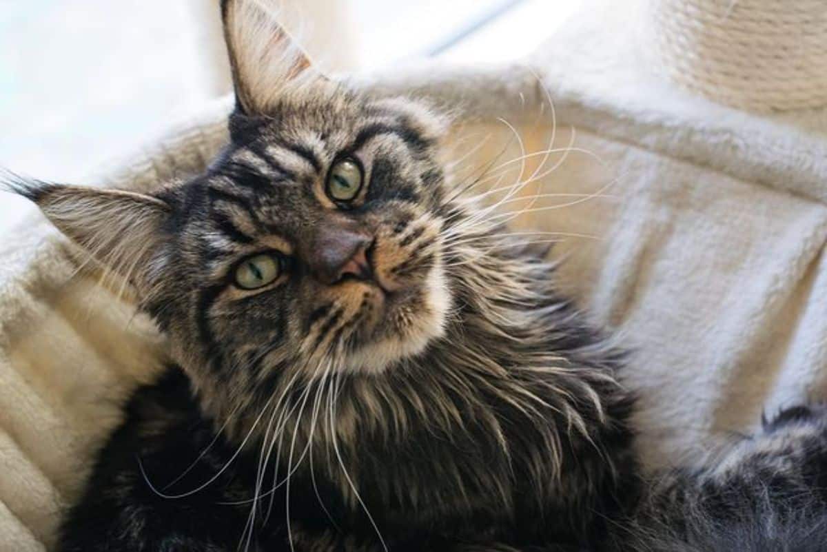 A fluffy brown maine coon lying on a cat tree.