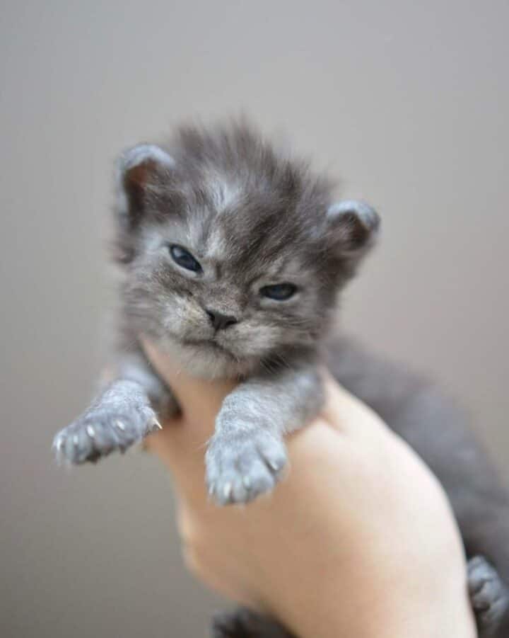 17 Photos of Heart-Melting Maine Coon Newborn Kitties (So Tiny ...