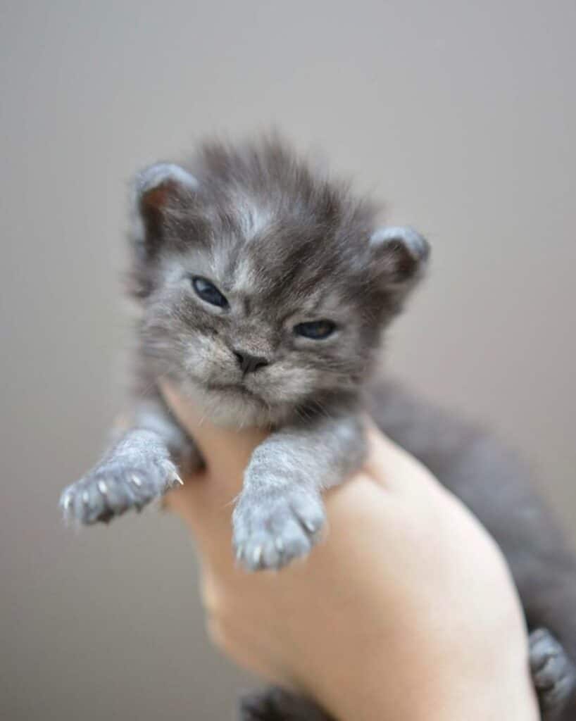 17 Photos Of Heart-melting Maine Coon Newborn Kitties (so Tiny 