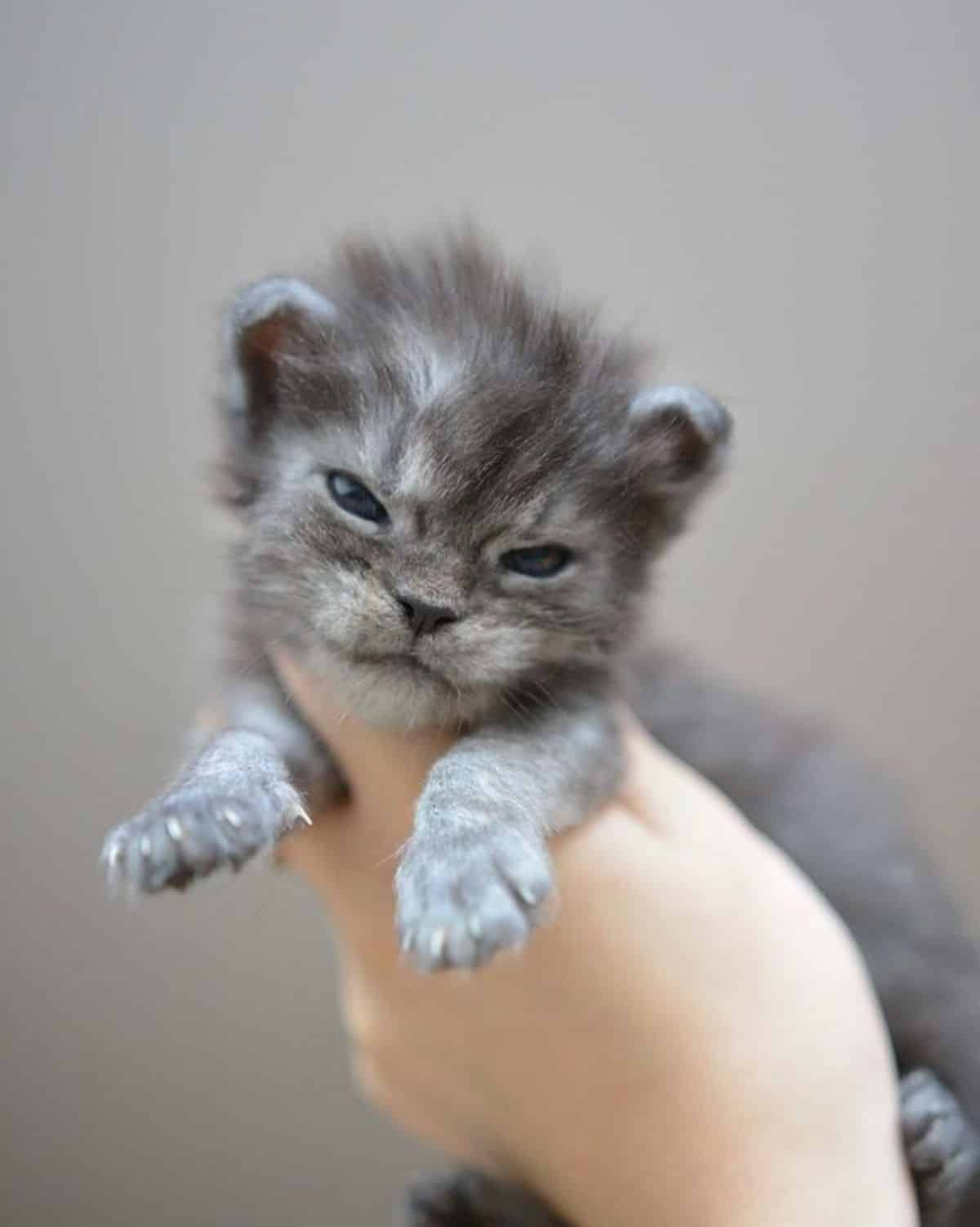 A hand holding a newborn maine coon with a funny face.