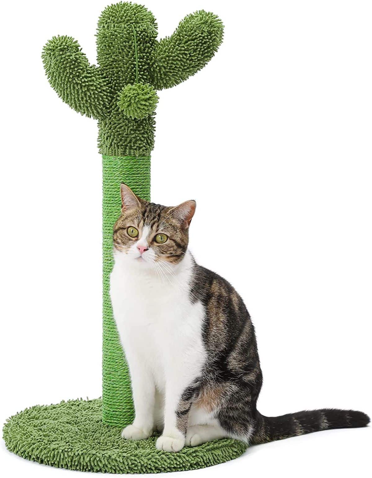  MECOOL Cat Scratching Post Premium Basics Kitten Scratcher  Sisal Scratch Posts with Hanging Ball 22 for Kittens or Smaller Cats (22  inches for Kitten, Gray) : Pet Supplies