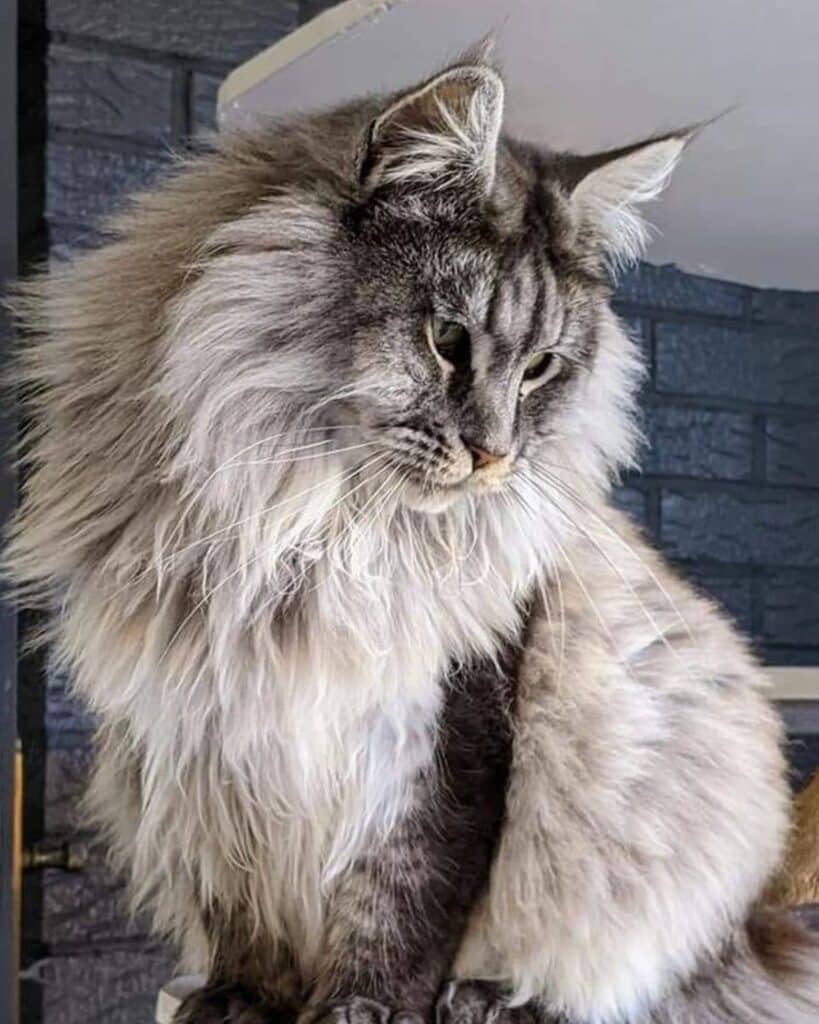 21 Silver Maine Coons That Deserve an “Awww” - MaineCoon.org