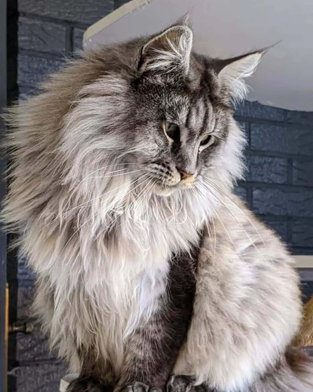 A beautiful silver mane with a lion's mane.