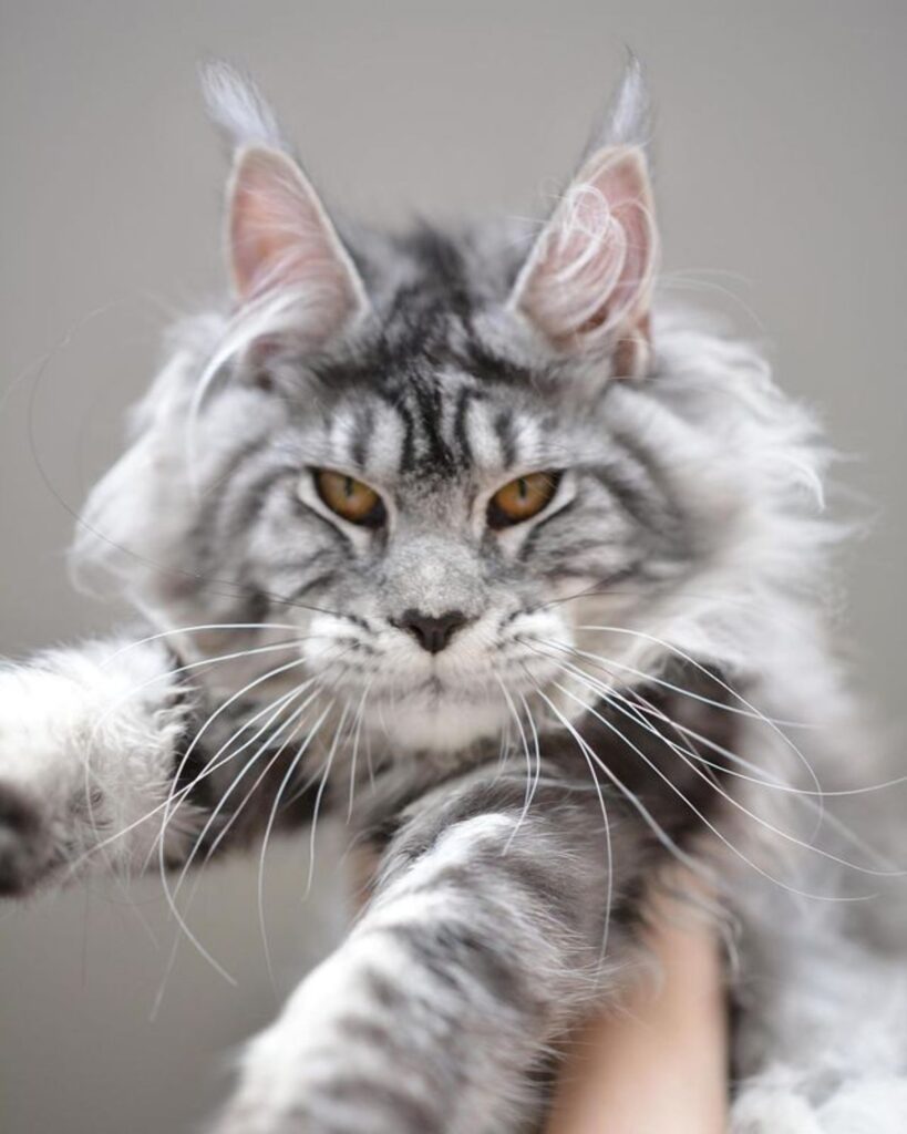 21 Cute Spotted Maine Coon Cats You’ll Adore - MaineCoon.org
