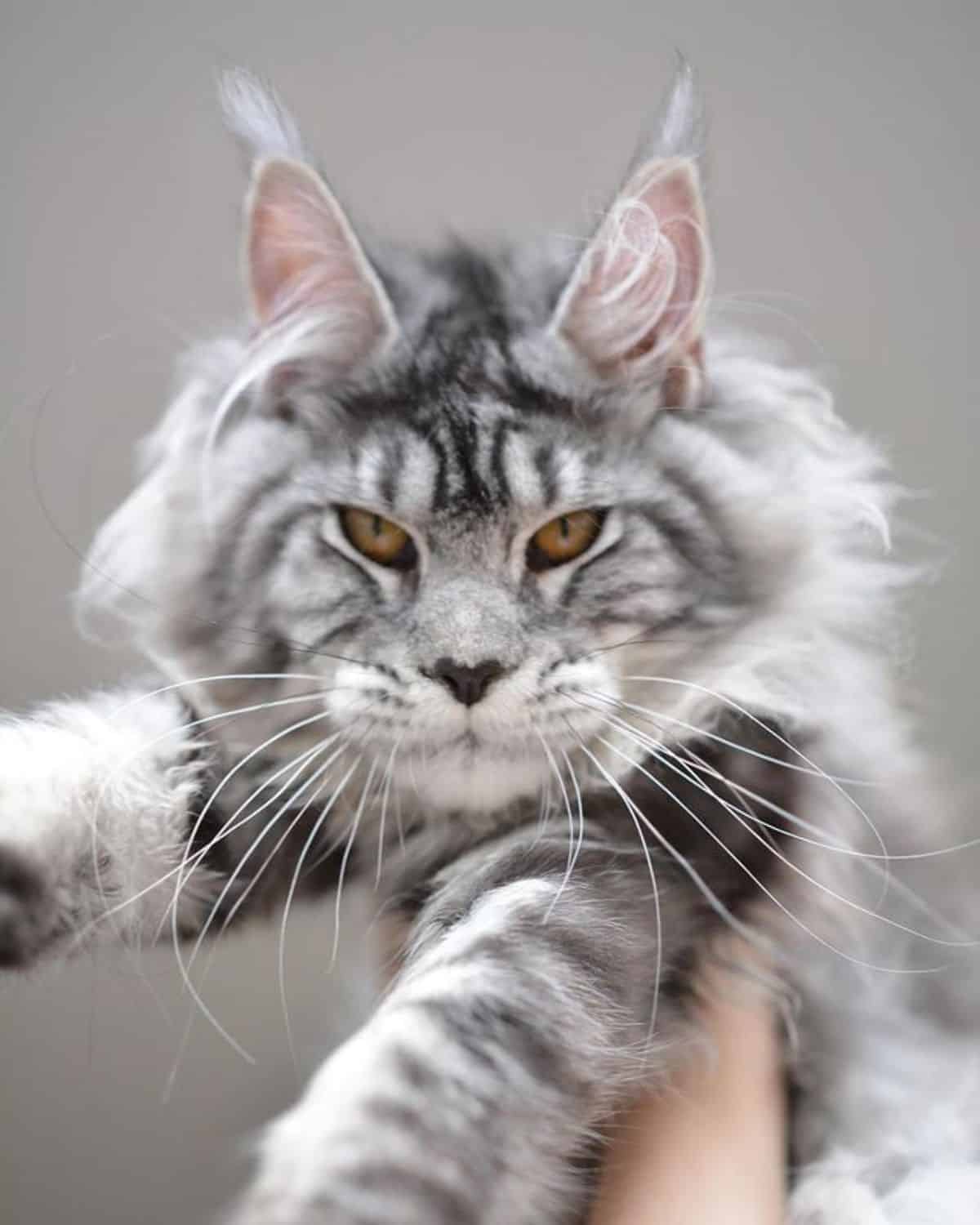 A hand holding a fluffy white.gray maine coon.