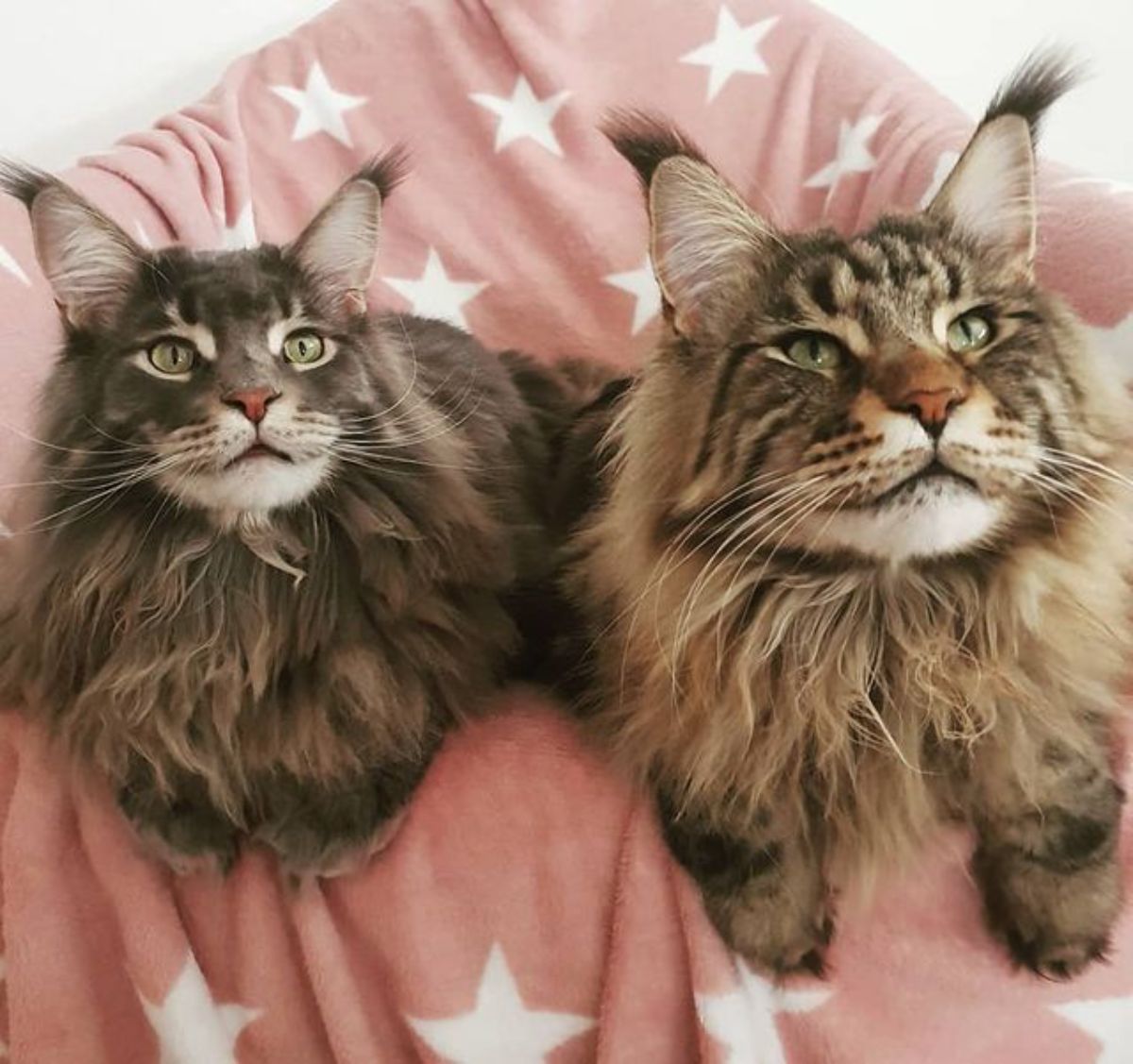 Two tabby maine coon lying on a pink blanket with white stars.