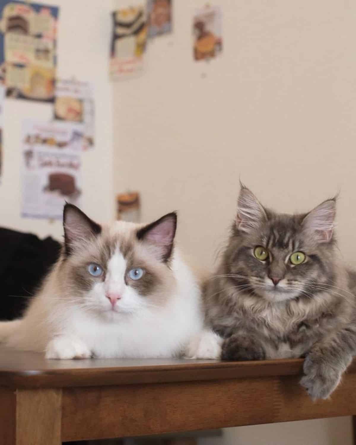 Two beautiful fluffy maine coons lying on a desk.