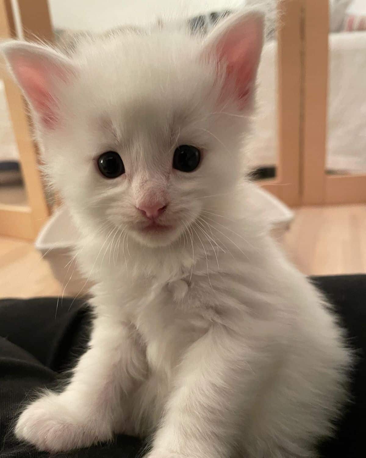 A cute white maine coon kitten with dark eyes sitting on a couch.