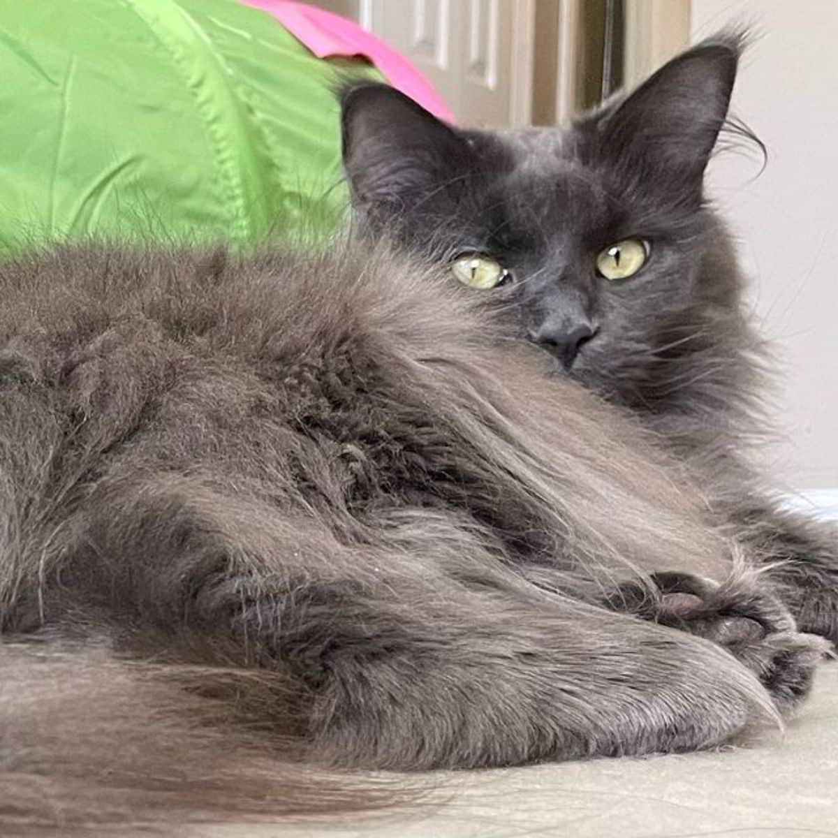 A fluffy blue maine coon lying on a couch.