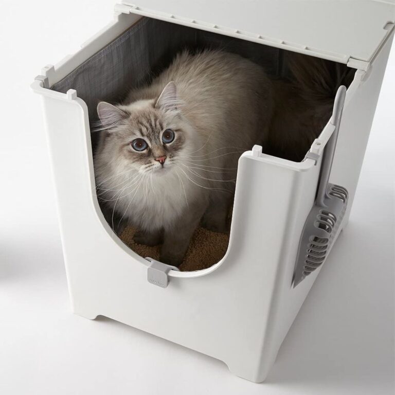 13 Best Litter Boxes for Maine Coons (Cat Tested!)