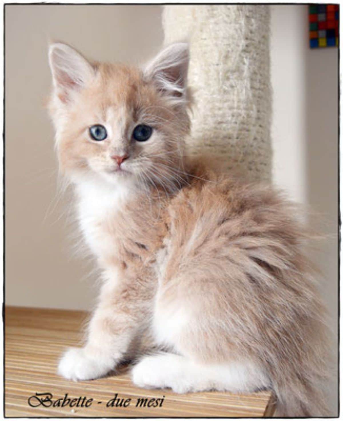 A fluffy red-white maine coon kitten sitting on the edge of a table.