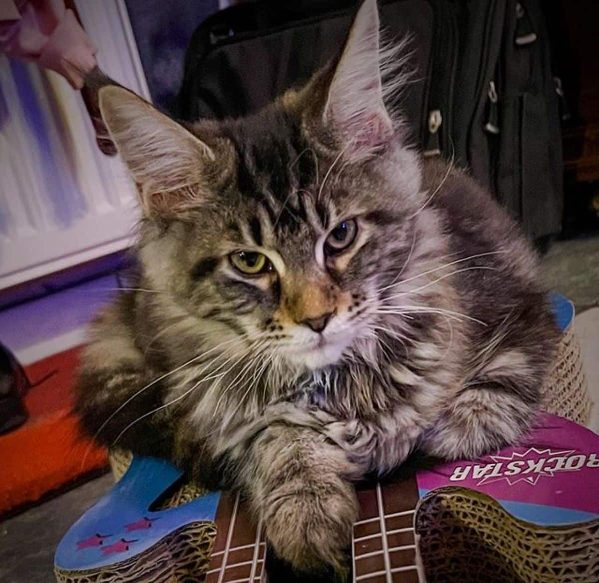 A tabby fluffy maine coon lying on a carpet.