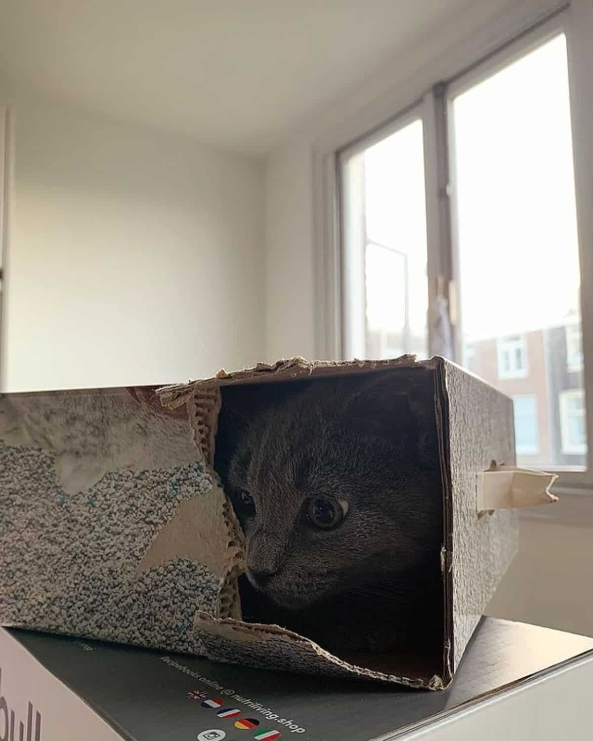 A gray maine coon kitten hiding in a cardboard box.