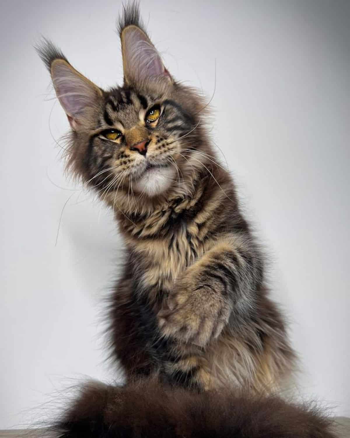 A big brown maine coon sitting on a floor with a paw in the air.