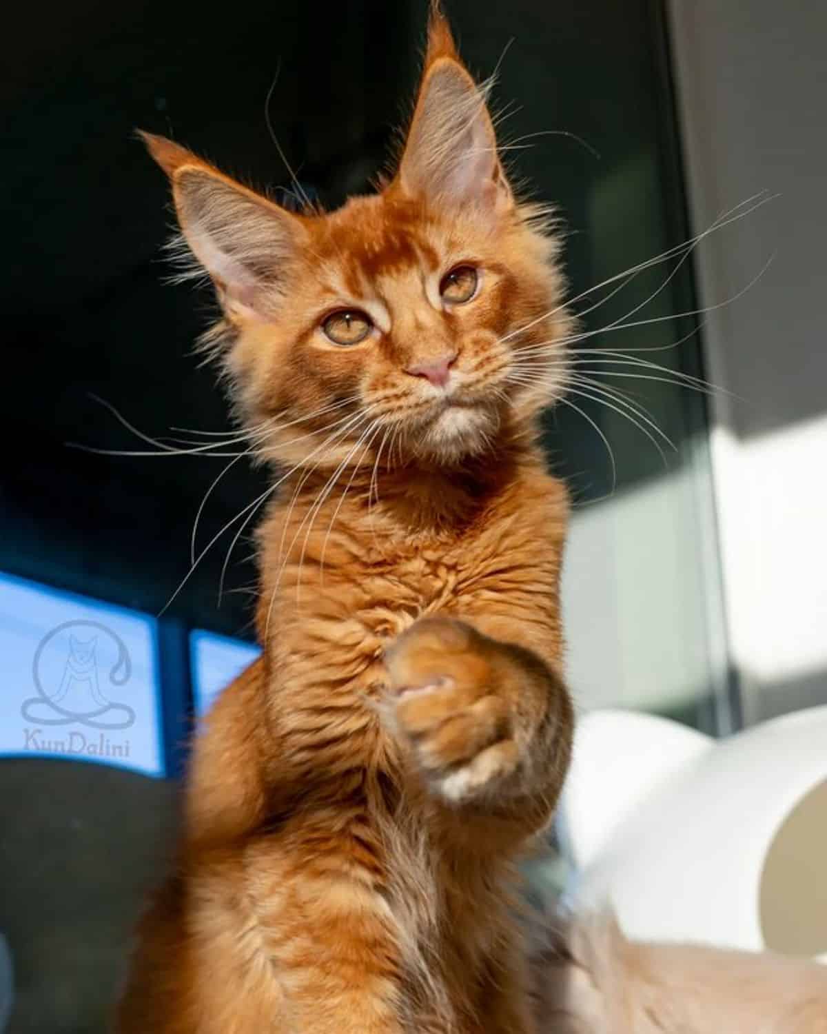 A fluffy ginger maine coon sitting on a floor.