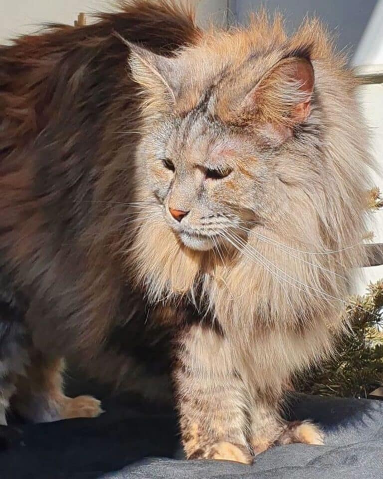 17 Gorgeous Maine Coon Cats with Neck Ruff - MaineCoon.org