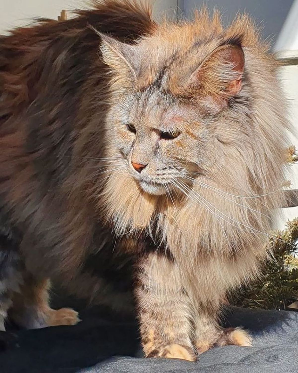 A big flufffy tabby maine coon with a neck ruff standing on a couch in a sunlight in a face.