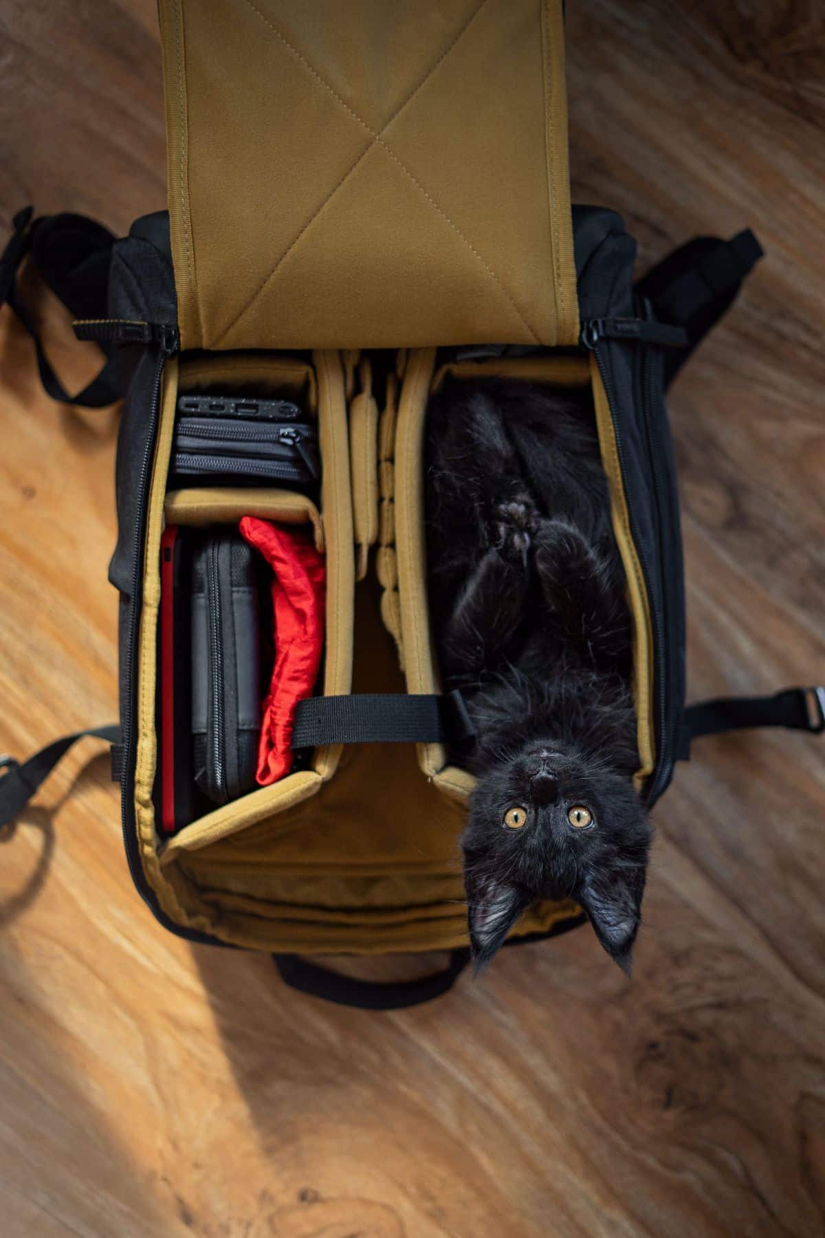 A cute black maine coon kitten lying in a travel suitcase.