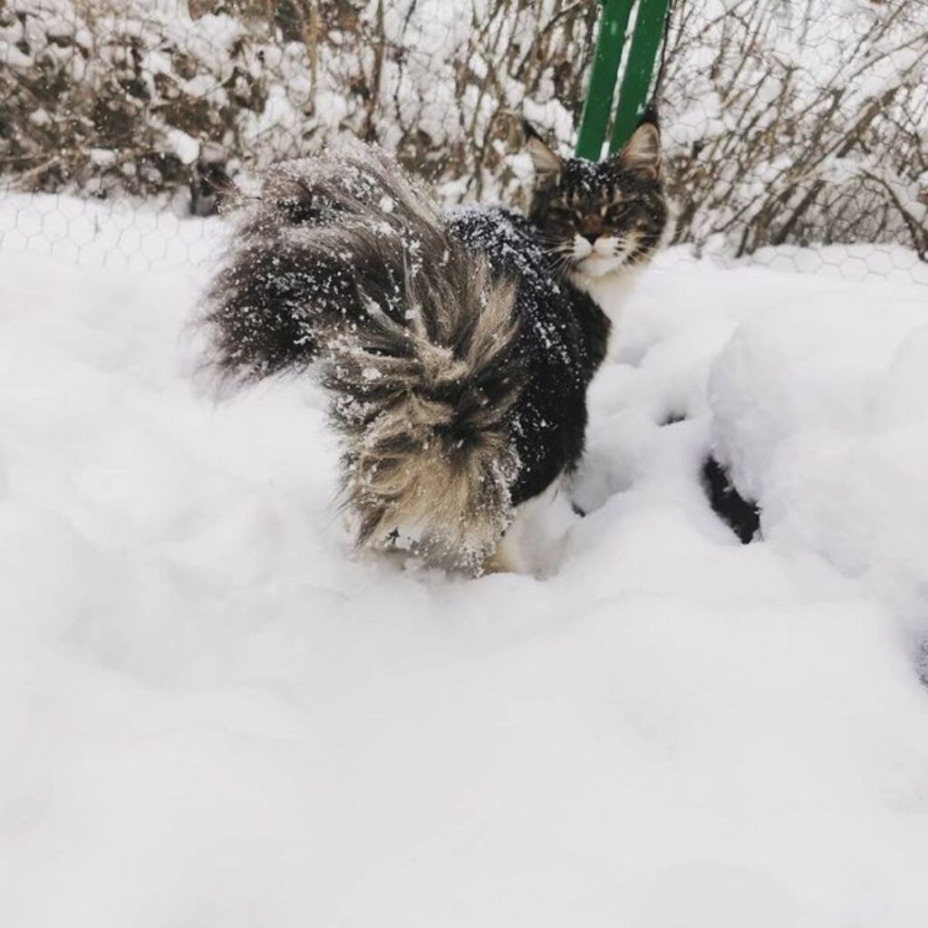 17 Photos of Maine Coons Who Love Snow (Cuteness Alert) - MaineCoon.org