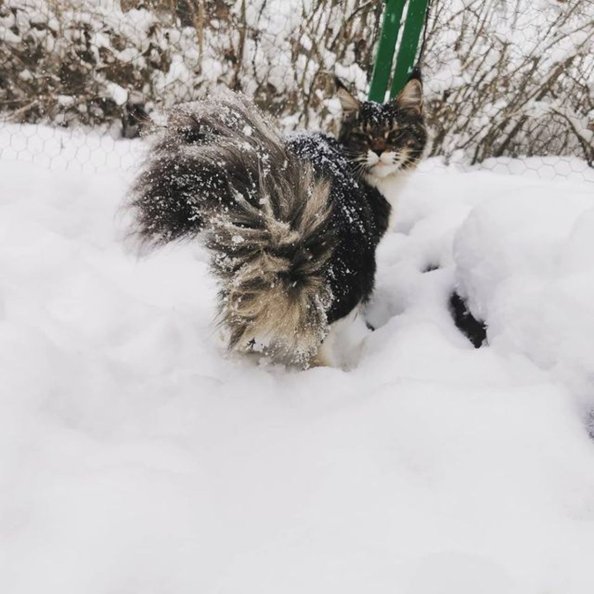 A fluffy brown-white maine coon walking on the snow.
