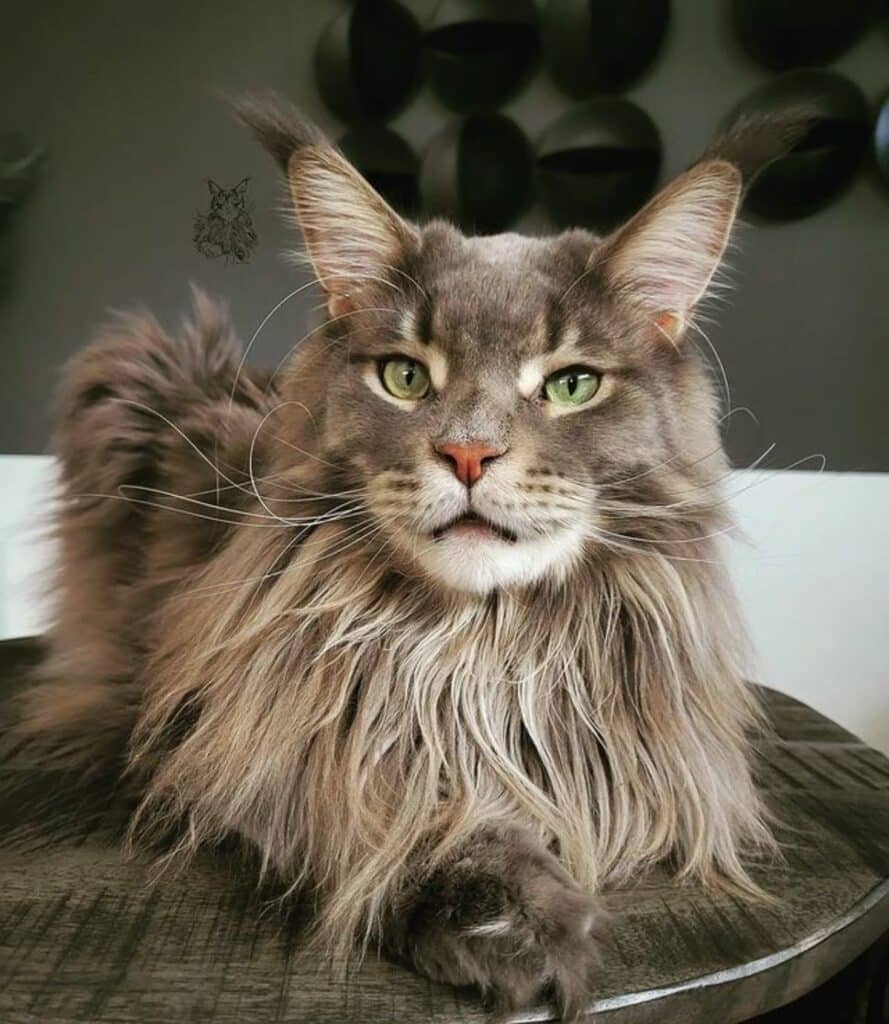 11 Rare Tri-Colored Maine Coon Cats (Instagram Famous) - MaineCoon.org