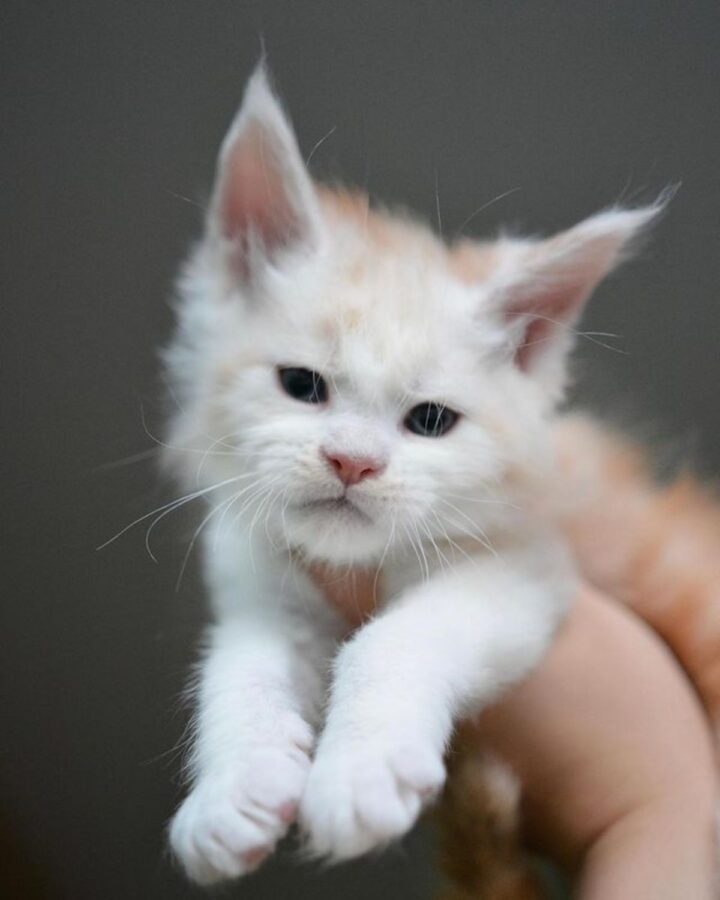 17 Photos of Heart-Melting Maine Coon Newborn Kitties (So Tiny ...