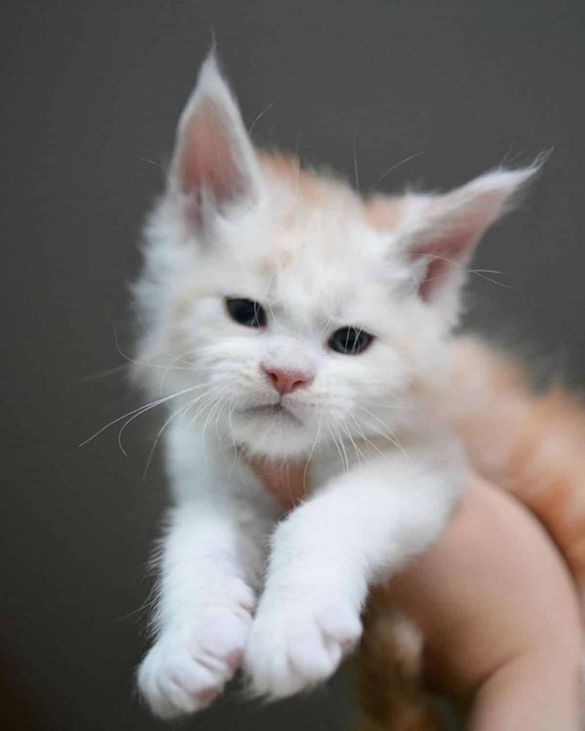 A hand holding an adorable white maine coon kitten.