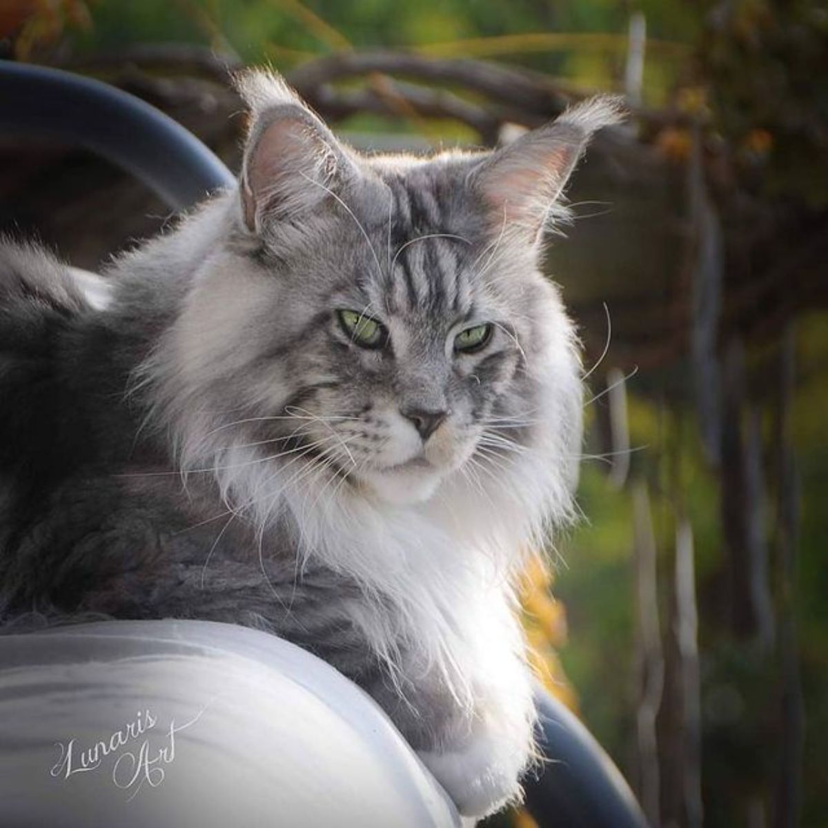 A beautiful silver maine coon lying on a bench.