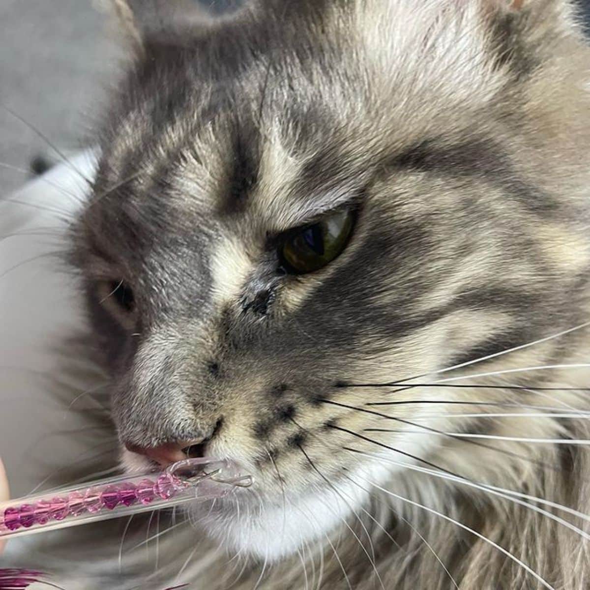 A close-up of a tabby maine coon sniffing an item.