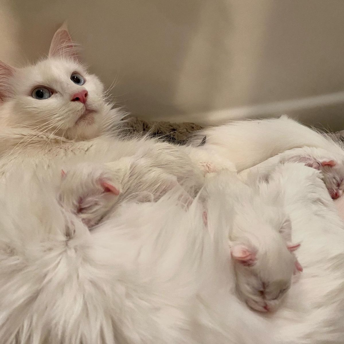 A white maine coon with her three newborn kittens.